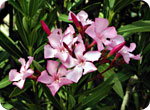 Oleander