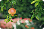 Pomegranates