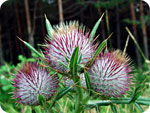 Milk thistle