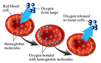 Hemoglobin-1-1 Can 5G exposure alter the structure and function of hemoglobin, causing coronavirus patients to die from oxygen deprivation? [your]NEWS