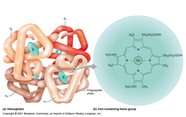 Hemoglobin-1-1 Can 5G exposure alter the structure and function of hemoglobin, causing coronavirus patients to die from oxygen deprivation? [your]NEWS