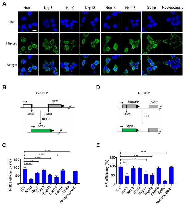 MDPI-Sars-CoV-2-Spike-DNA-Damage-Repair-Figure-1-600.jpg