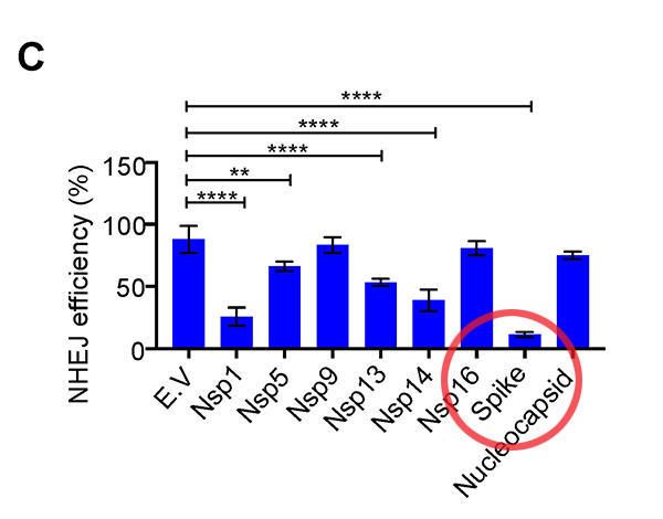 Only PUREBLOODS will survive the vaccine / radiation holocaust being unleashed against humanity… the spike protein in vaccines causes genetic DISINTEGRATION MDPI-Sars-CoV-2-Spike-DNA-Damage-Repair-Figure-1-C-Spike-600