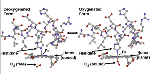 Hemoglobin-1-1 Can 5G exposure alter the structure and function of hemoglobin, causing coronavirus patients to die from oxygen deprivation? [your]NEWS