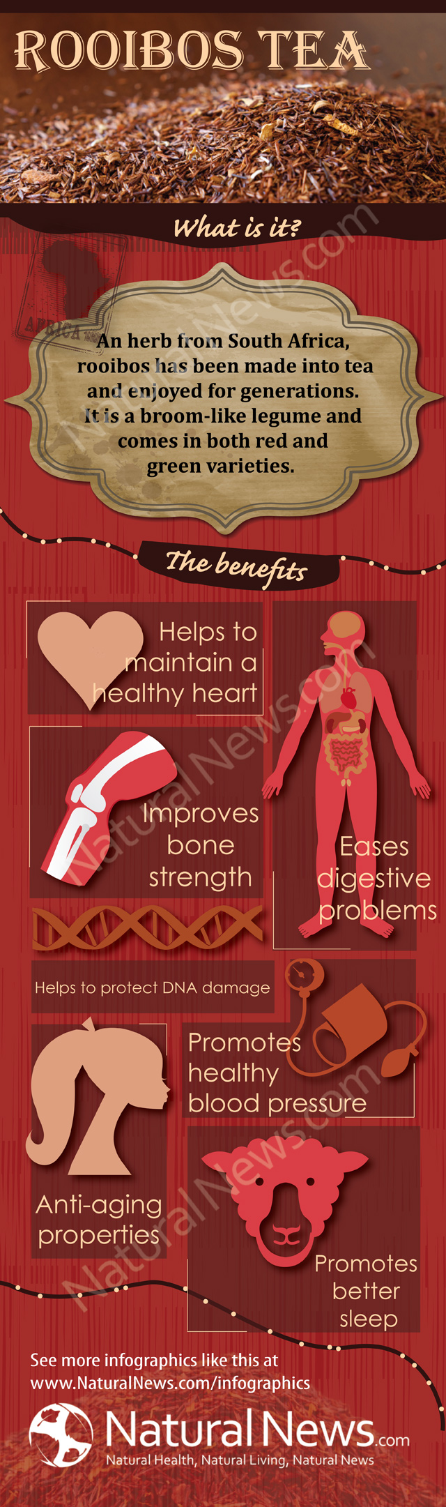 Rooibos Tea Benefits For Bones At William Deas Blog Rooibos Tea Benefits For Bones At William Deas Blog