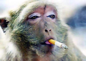 monkey cig