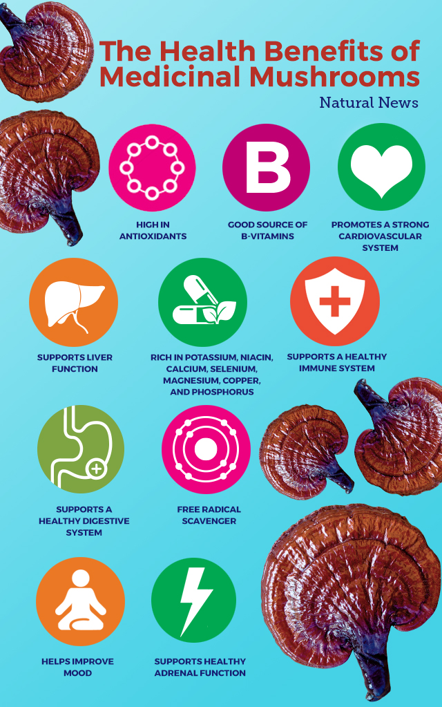 Why medicinal mushrooms should be considered a staple in every