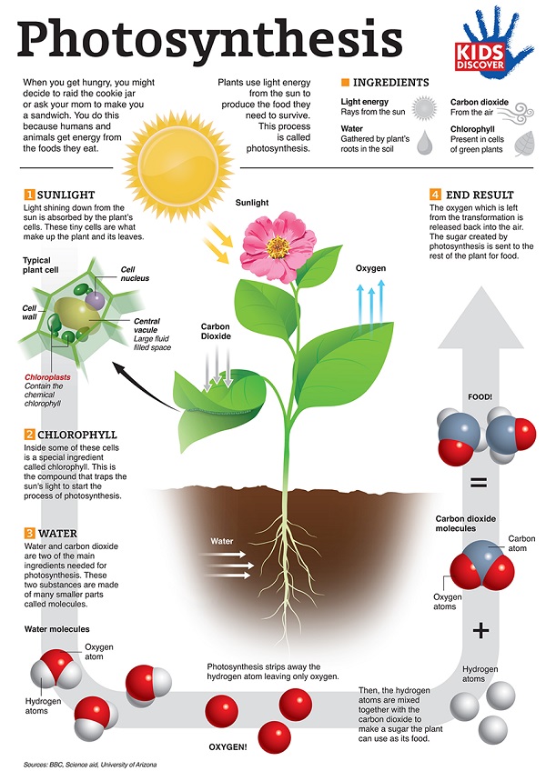 hmm, SPRING'S-Dec-10 = SOS: Global dimming now a serious threat to humanity & MAGNETIC FIELD CADDYWOMPUS!! & Photosynthesis-600