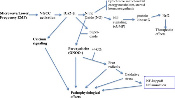 Hemoglobin-1-1 Can 5G exposure alter the structure and function of hemoglobin, causing coronavirus patients to die from oxygen deprivation? [your]NEWS