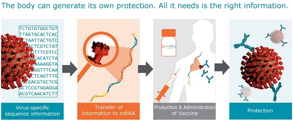 mRNA vaccines, a primer Curevac-mrna-vaccine-process