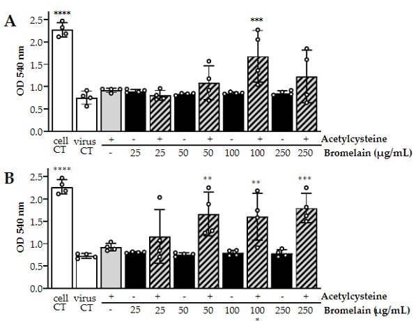 bromelain-cell-lysis-sars-cov-2-600 Breakthrough nutritional solutions discovered that may HALT CLOTTING and UNFOLD spike proteins Featured Opinion [your]NEWS