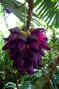 mucuna