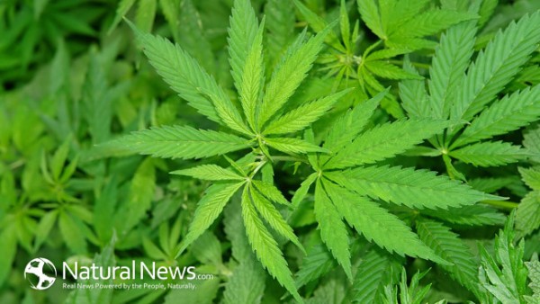 Cannabis-Drug-Marijuana-Plant-650X