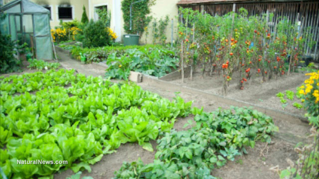 Salads-Garden-Plants-Flowers