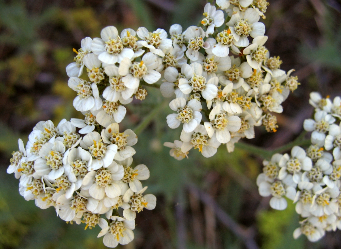 yarrow herbal medicine