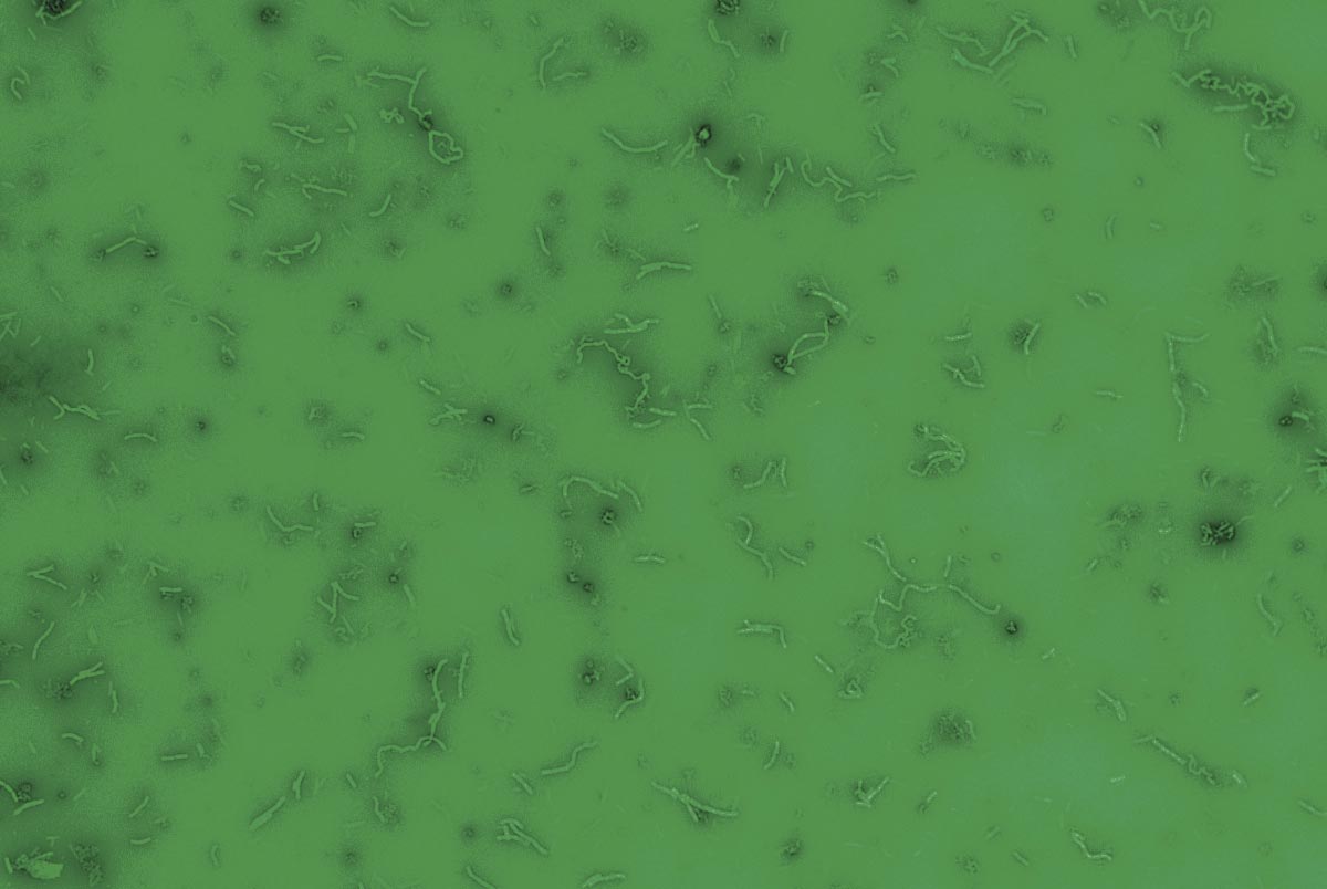 Green-Bacteria-Many