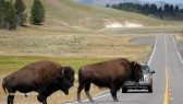 Bison-Buffalo-Crossing-Road