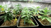 Marijuana-Crop-Growing-Indoors