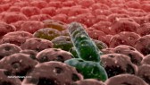 Bacteria-Cancer-Human-Cell-Body