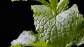 Mint-Plant