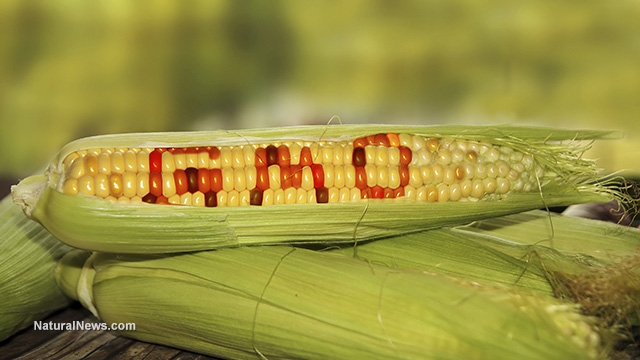 Image: Don’t believe the mainstream lies about GMO corn: it is INUNDATED with chemicals
