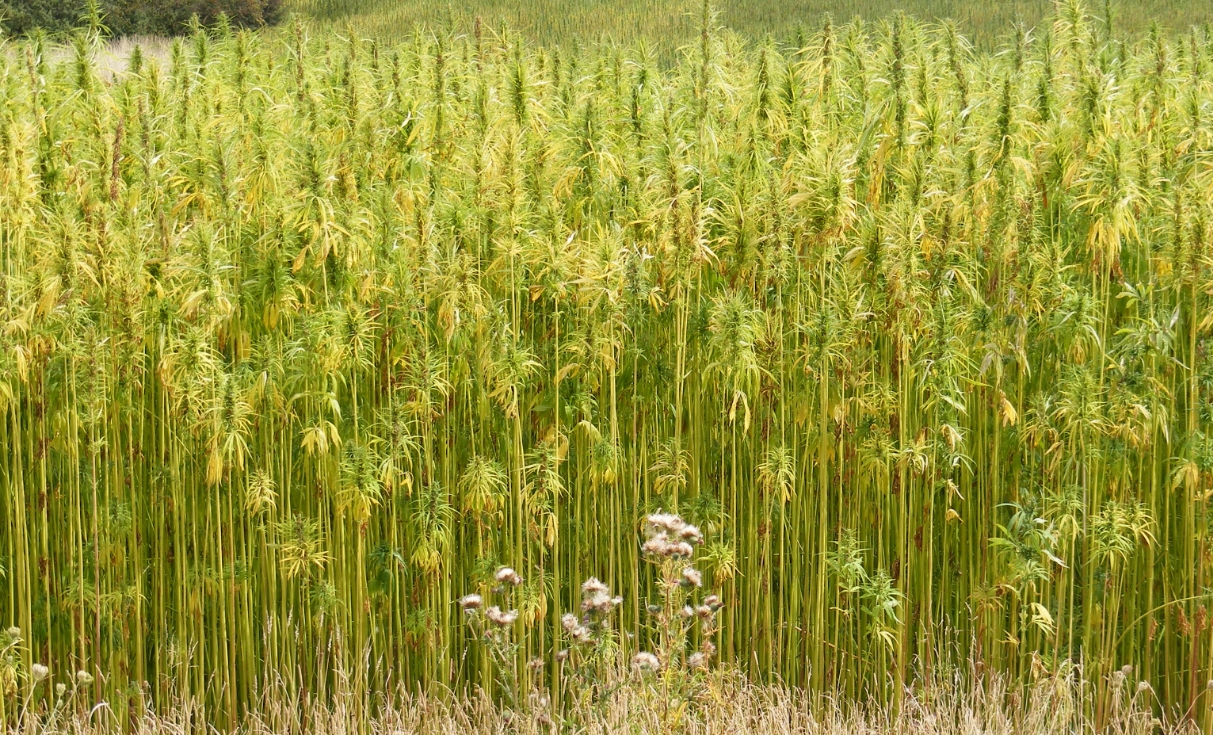 Image: Hemp: the versatile biofuel that could save America’s energy independence