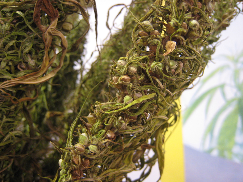 Image: Colorado notched another nationwide first: certified domestic hemp seeds