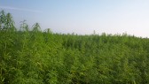 hemp fields