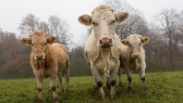 cows-801045_960_720