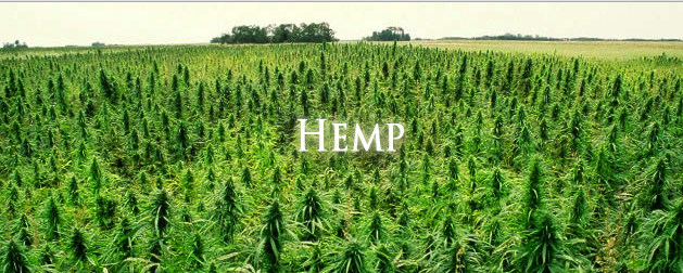 Image: Farmers in New York plant first hemp crop in 80 years
