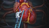 Heart doctor  therapy health care and medical concept with a surgeon or cardiologist  climbing a ladder to monitor and inspect  the human cardiovascular anatomy for a hospital diagnosis treatment.