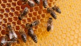 Bees-Hive-Honey-Comb