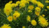 dandelions-grass-salve