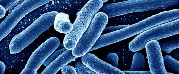 Image: Deadly new strain of antibiotic-resistant yeast infection set to invade U.S.