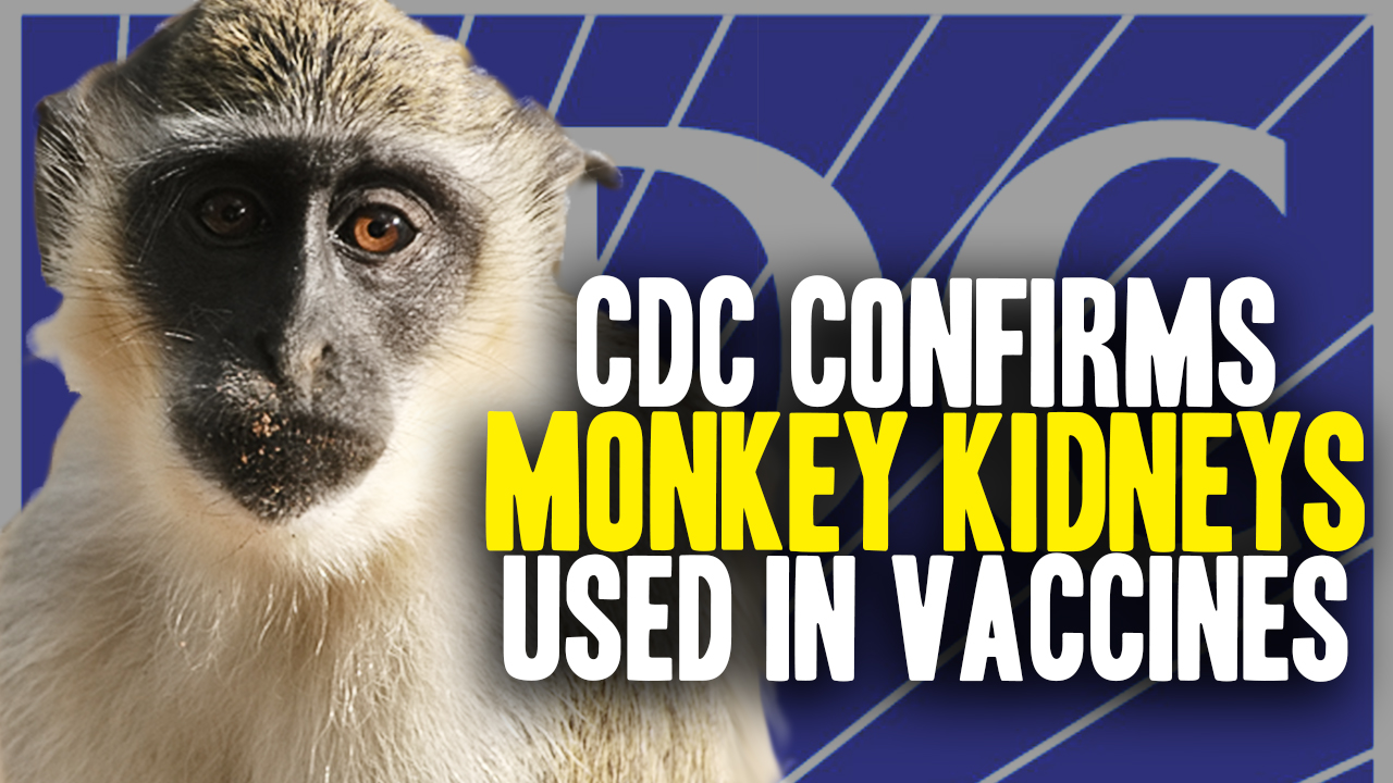 Image: How many African Green Monkeys are infected, euthanized and then organ harvested each year to make FDA-approved vaccines?