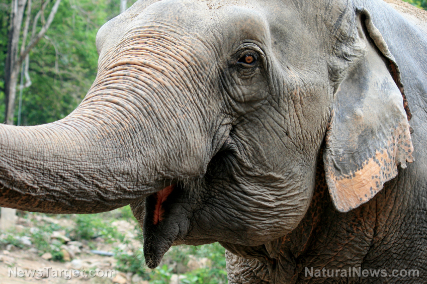 Image: Elephants are conscious beings with BODY awareness, new experiments reveal… are they smarter than humans?