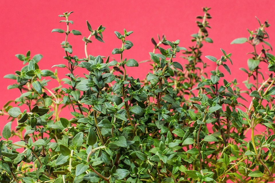 Image: Garden thyme essential oil’s antibacterial properties found to be useful in fighting childhood illnesses