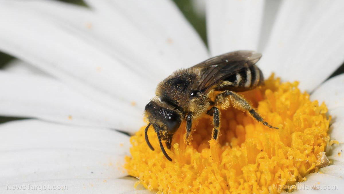 Image: Do your part and save the bees with these 10 easy-to-grow flowers
