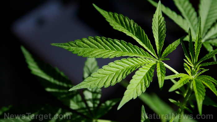 Company maps cannabis genome to protect marijuana from Monsanto Marijuana-Pot-Plant-Leaf