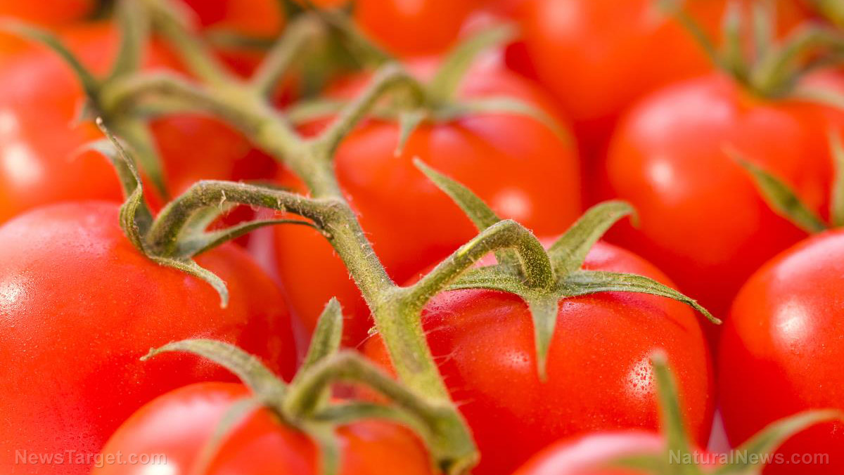 Image: Promising study reveals whole tomato extract found to treat deadly stomach cancer