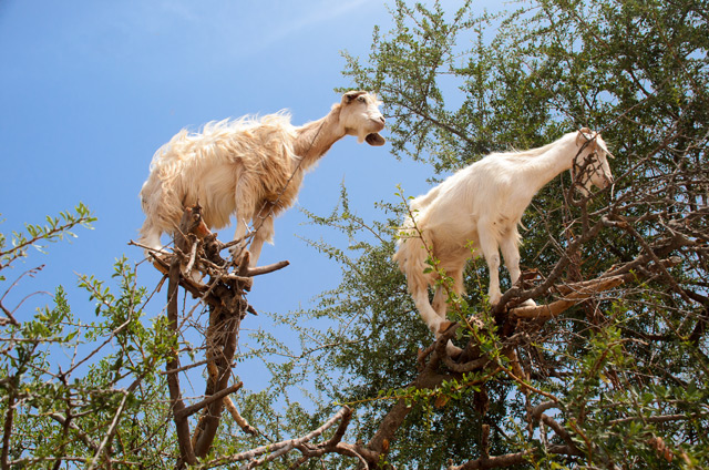 Image: Must watch: Tree-climbing goats perch on branches like birds