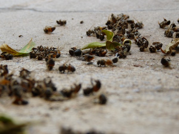Image: Thousands of dead bees wash up on Florida beach