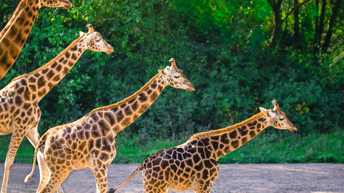 Image: Scavengers? Footage shows giraffes NIBBLING on dead buffalo bones