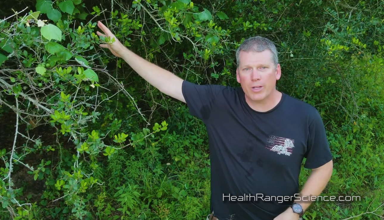 Image: WILD FOODS: Muscadine grapes growing like crazy in central Texas (video)