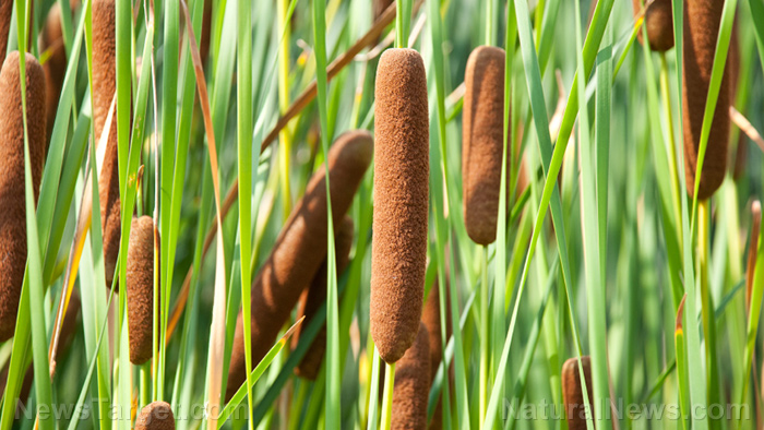 Image: Edible, medicinal, utilitarian: Cattails are a wonderful survival resource