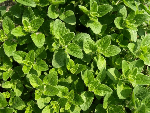 Image: Oregano essential oil kills antibiotic resistant superbugs “without any side effects” urges scientist … Pharma-controlled media SILENT