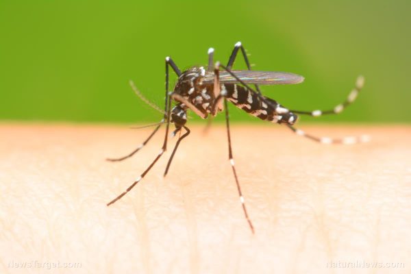 BOMBSHELL: Proof GMOs cannot be contained — GM mosquitoes have successfully mated with wild mosquitoes, spreading GM traits Mosquito-Human-Hand-Sucking-Blood-e1493193847456