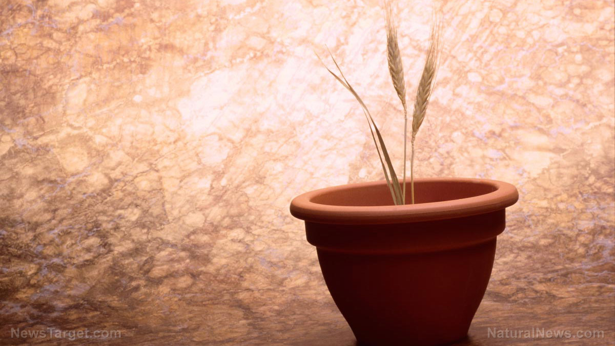 Imagen: Aumente la inmunidad y disfrute de un mejor sueño con plantas en el dormitorio recomendadas por la NASA