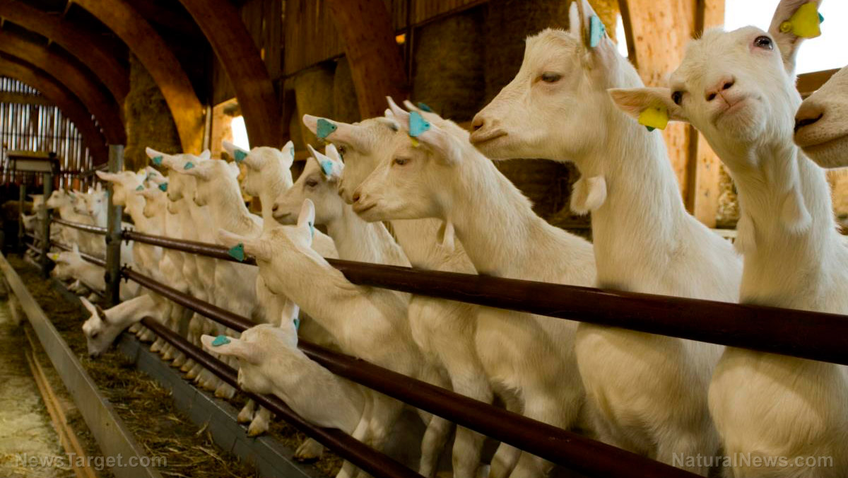 https://www.naturalnews.com/wp-content/uploads/sites/91/2017/10/White-Goats-Farm-Livestock.jpg