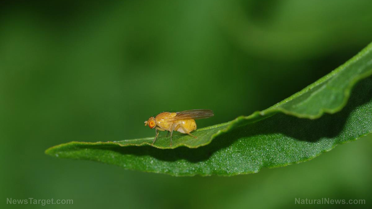 Image: Collapsing foodchain: Germany’s ecosystem is threatened as scientists discover a 75% decline in insects — is industrial agriculture to blame?